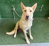adoptable Dog in  named SHELLY