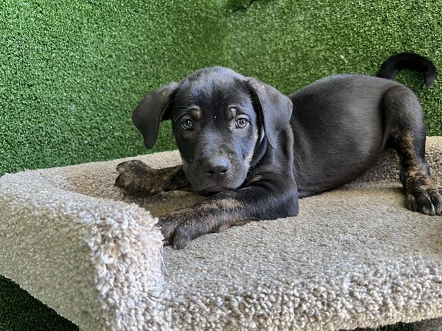 adoptable Dog in Lancaster, CA named AVERI