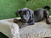 adoptable Dog in Lancaster, CA named AVERI