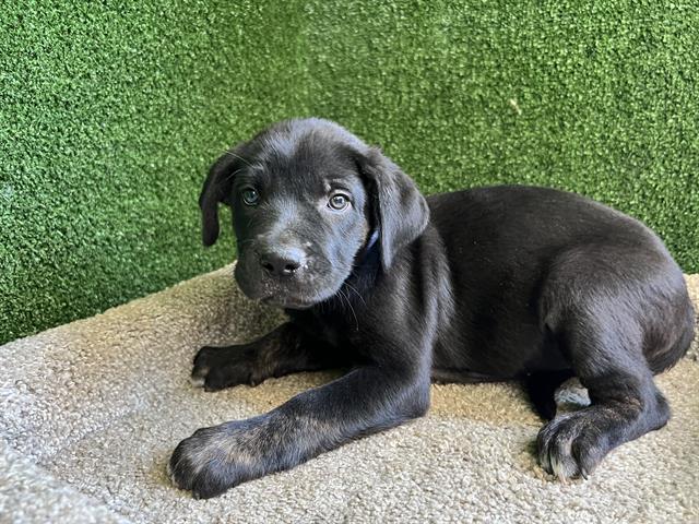 adoptable Dog in Lancaster, CA named LEILAH