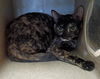 adoptable Cat in Lancaster, CA named BROWNIE