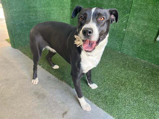 adoptable Dog in Lancaster, CA named LUCY