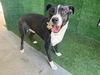 adoptable Dog in  named LUCY