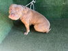adoptable Dog in  named A5711459