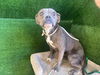 adoptable Dog in  named A5711460