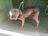 adoptable Dog in  named A5711461