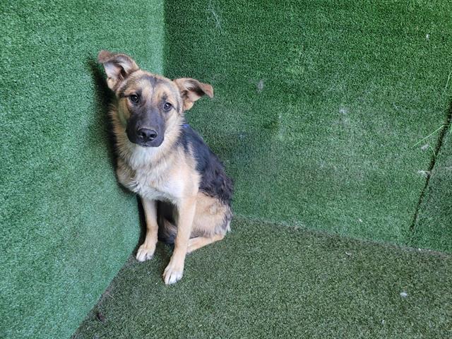 adoptable Dog in Lancaster, CA named DICE