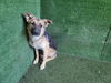 adoptable Dog in  named DICE