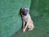 adoptable Dog in  named KENDAL