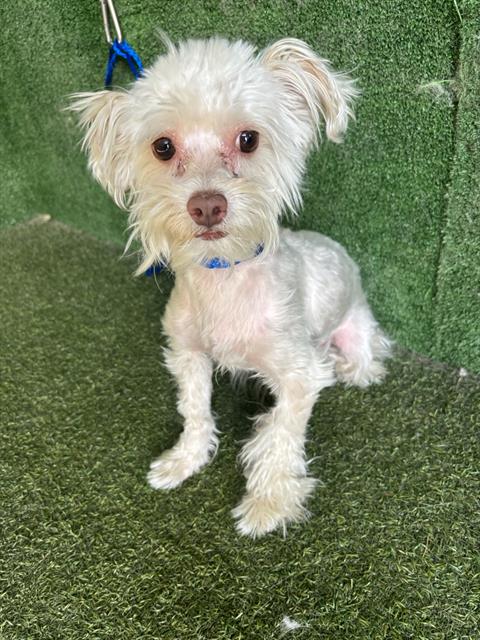 adoptable Dog in Lancaster, CA named SIMBA