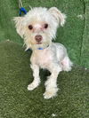 adoptable Dog in  named SIMBA