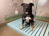 adoptable Dog in  named KODA