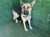 adoptable Dog in  named ROCKO