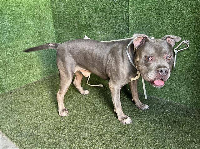 adoptable Dog in Lancaster, CA named HERCULES