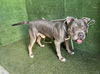 adoptable Dog in  named HERCULES