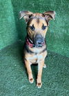 adoptable Dog in  named JACKIE