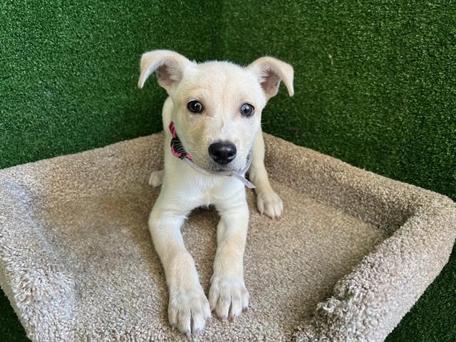 adoptable Dog in Lancaster, CA named CAROLINA