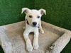 adoptable Dog in  named CAROLINA