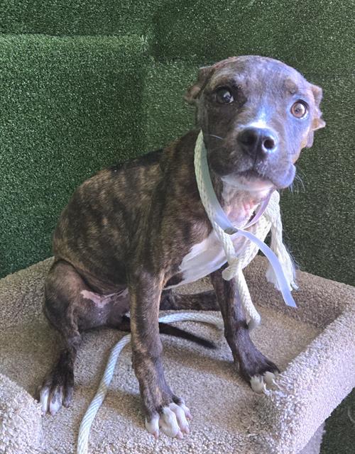 adoptable Dog in Lancaster, CA named A5714241