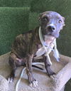 adoptable Dog in  named A5714241