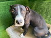 adoptable Dog in  named CURBY