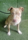 adoptable Dog in  named GINA