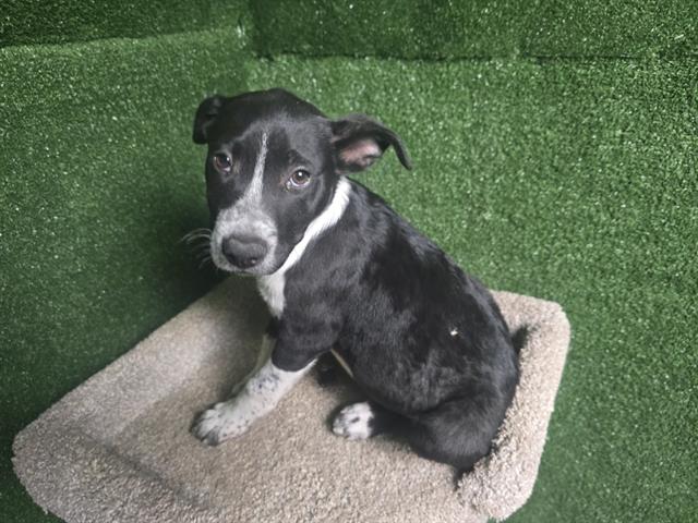 adoptable Dog in Lancaster, CA named MAMBA