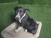 adoptable Dog in  named MAMBA