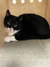 adoptable Cat in  named OREO