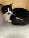 adoptable Cat in  named SMORES