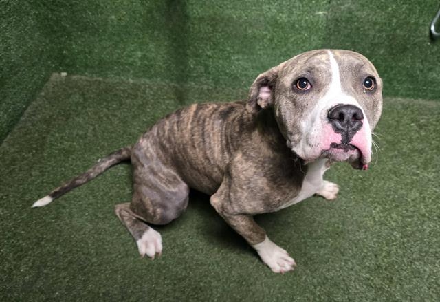 adoptable Dog in Lancaster, CA named COOKIE