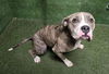 adoptable Dog in Lancaster, CA named COOKIE