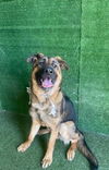 adoptable Dog in  named A5714432