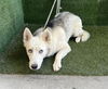 adoptable Dog in  named STORM