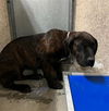 adoptable Dog in  named NALA