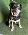 adoptable Dog in Lancaster, CA named MAJOR