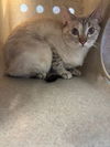 adoptable Cat in Lancaster, CA named SOY