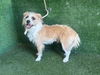 adoptable Dog in  named FRANKIE