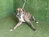 adoptable Dog in  named A5713982