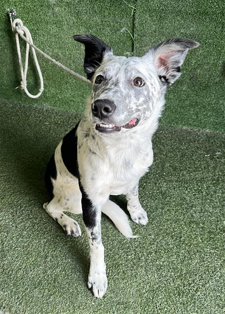 adoptable Dog in Lancaster, CA named JEFFREY