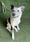 adoptable Dog in  named A5714300