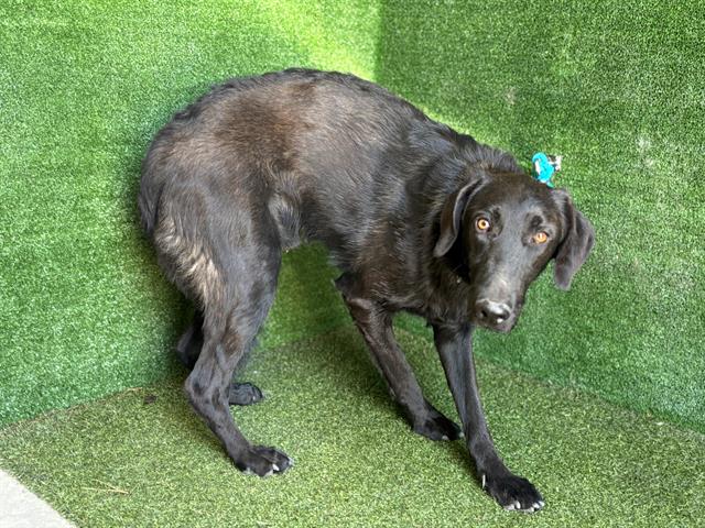 adoptable Dog in Lancaster, CA named A5714596