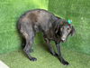 adoptable Dog in  named A5714596
