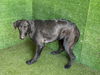 adoptable Dog in  named A5714597