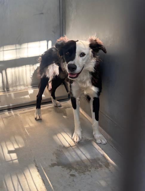 adoptable Dog in Lancaster, CA named OREO