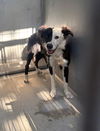 adoptable Dog in  named OREO