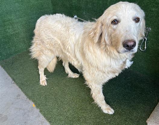 adoptable Dog in Lancaster, CA named BETH