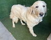 adoptable Dog in  named BETH