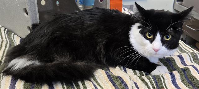adoptable Cat in Lancaster, CA named TWIG