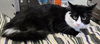 adoptable Cat in  named TWIG